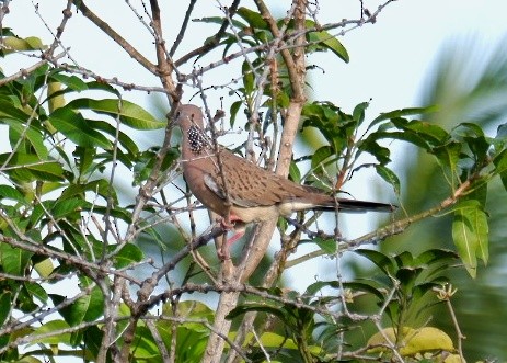 Spotted Dove - ML621021365