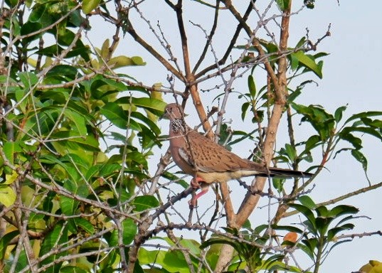 Spotted Dove - ML621021366