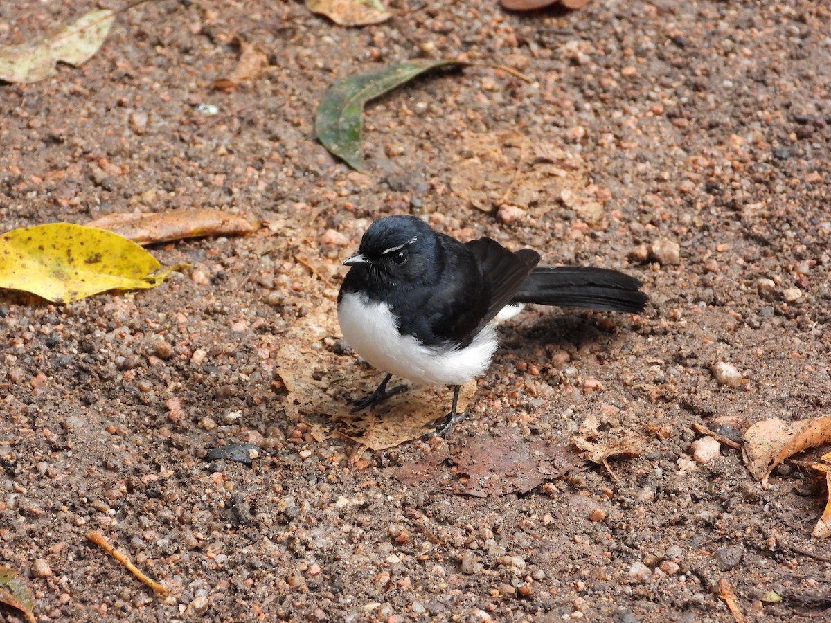 Willie-wagtail - ML621021381