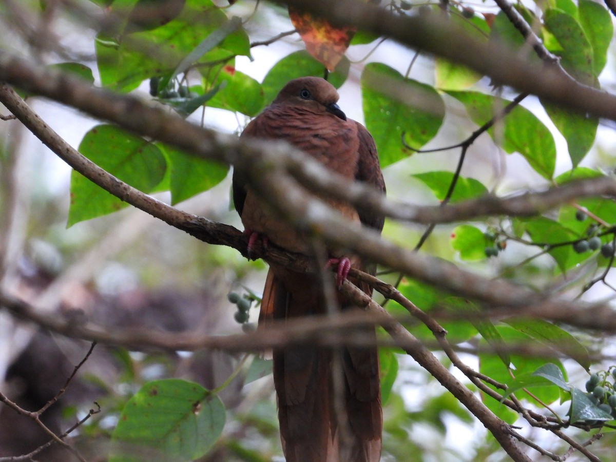 Brown Cuckoo-Dove - ML621021386