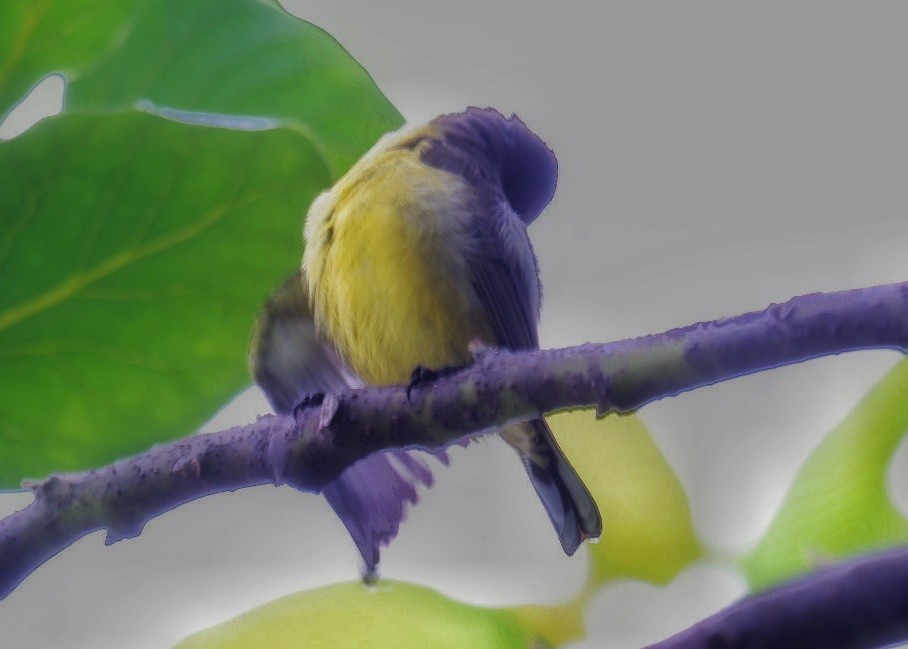 Ornate Sunbird - Wanatsanan Bumrungpong