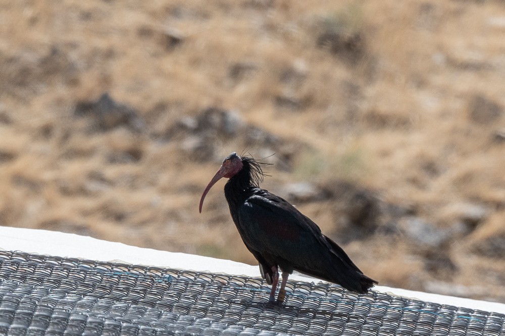 ibis skalní - ML621021396
