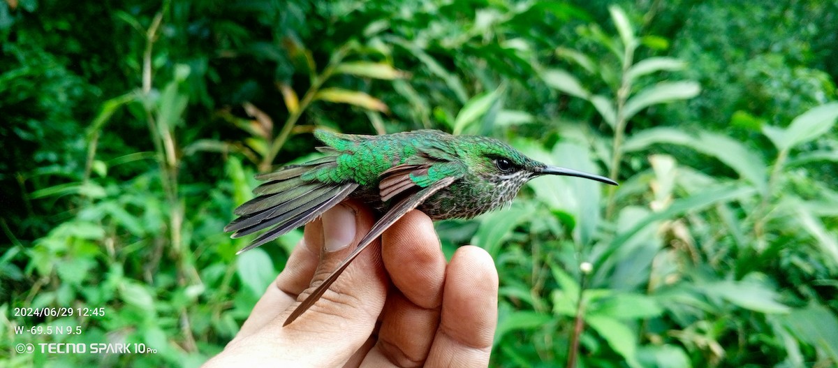 kolibřík fialovočelý - ML621021406