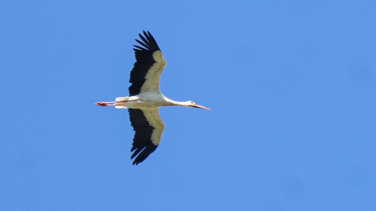 White Stork - ML621021418