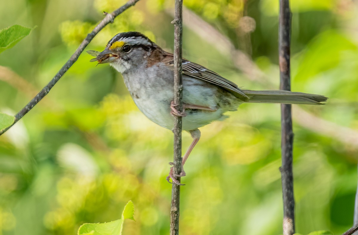 White-throated Sparrow - ML621021457