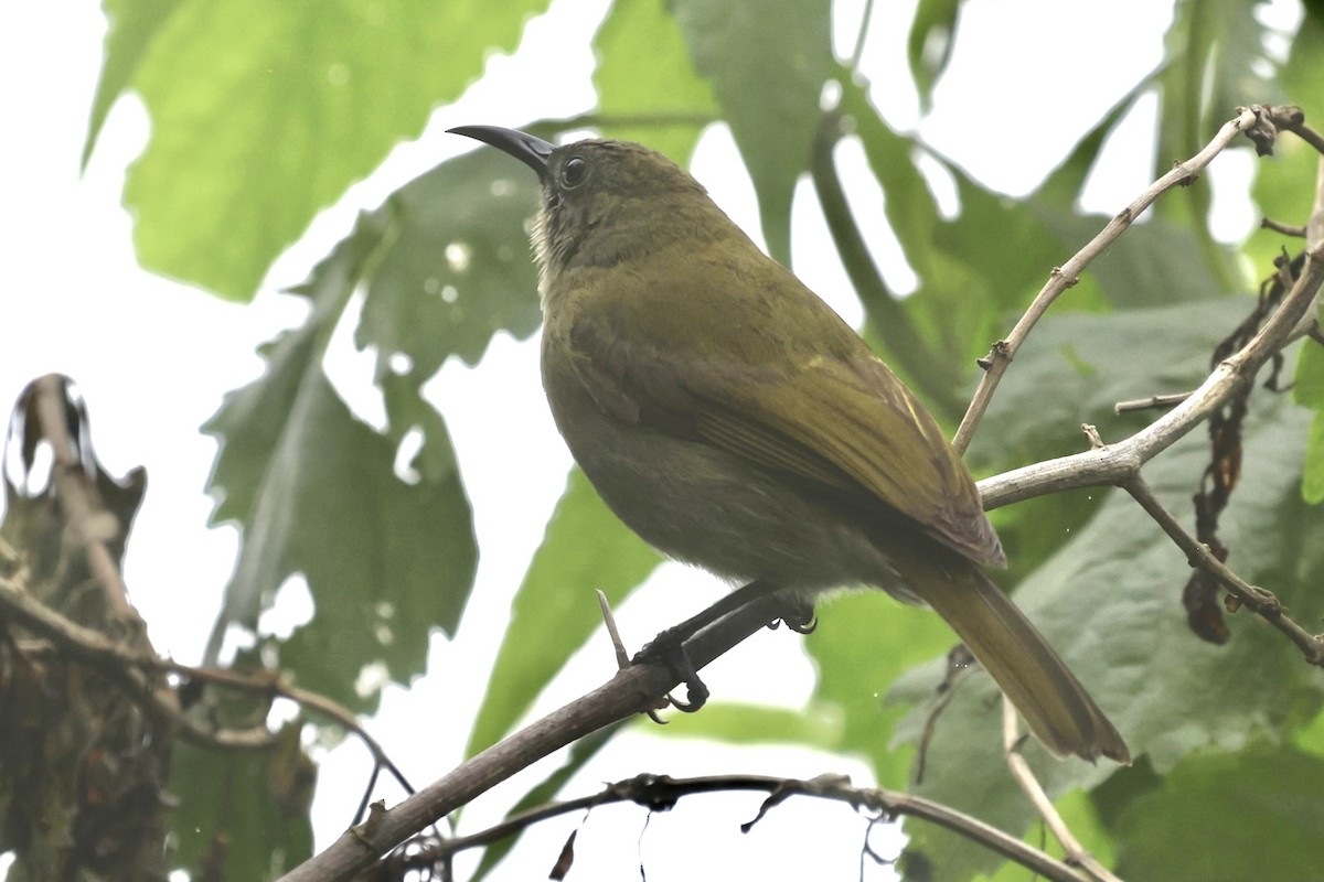 Mielero de Lombok - ML621021484