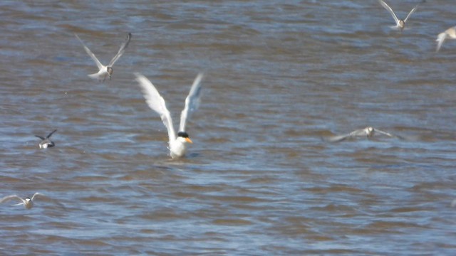 Lesser Crested Tern - ML621021518