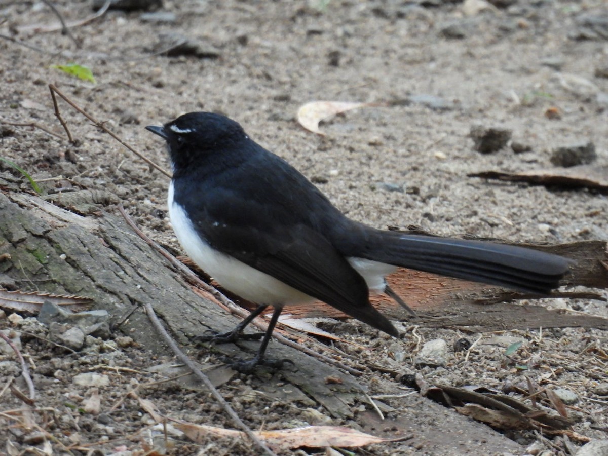 Willie-wagtail - ML621021558
