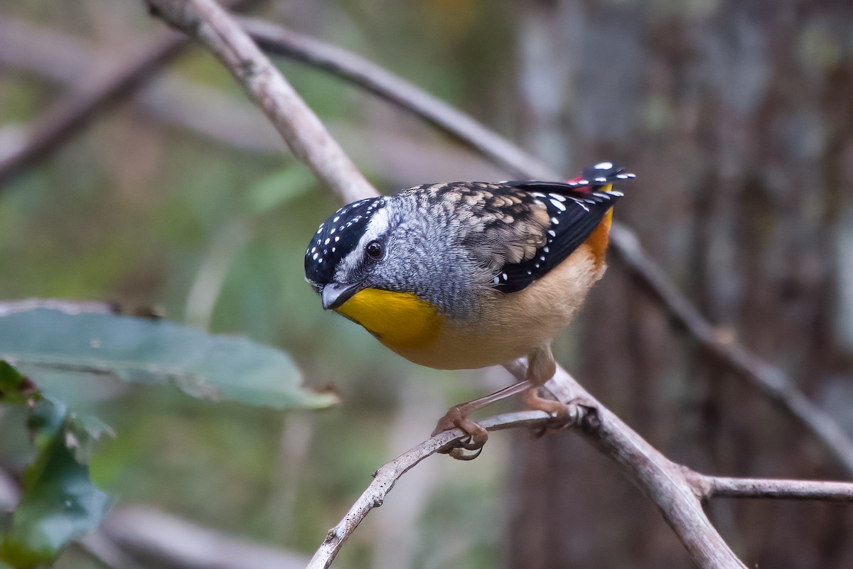 Spotted Pardalote - ML621021583
