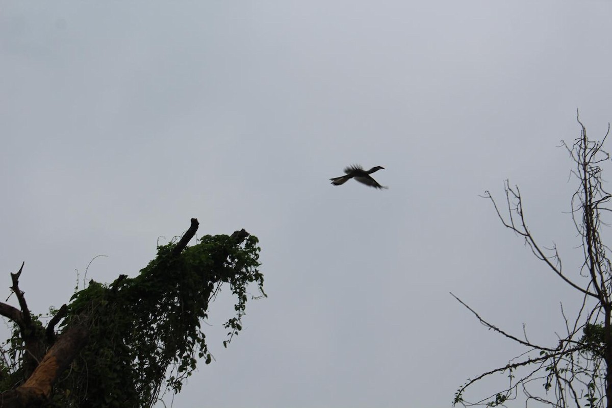 Indian Gray Hornbill - ML621021604