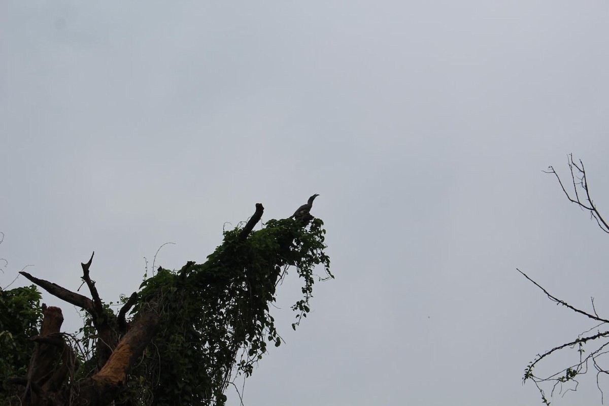 Indian Gray Hornbill - anuj dhull