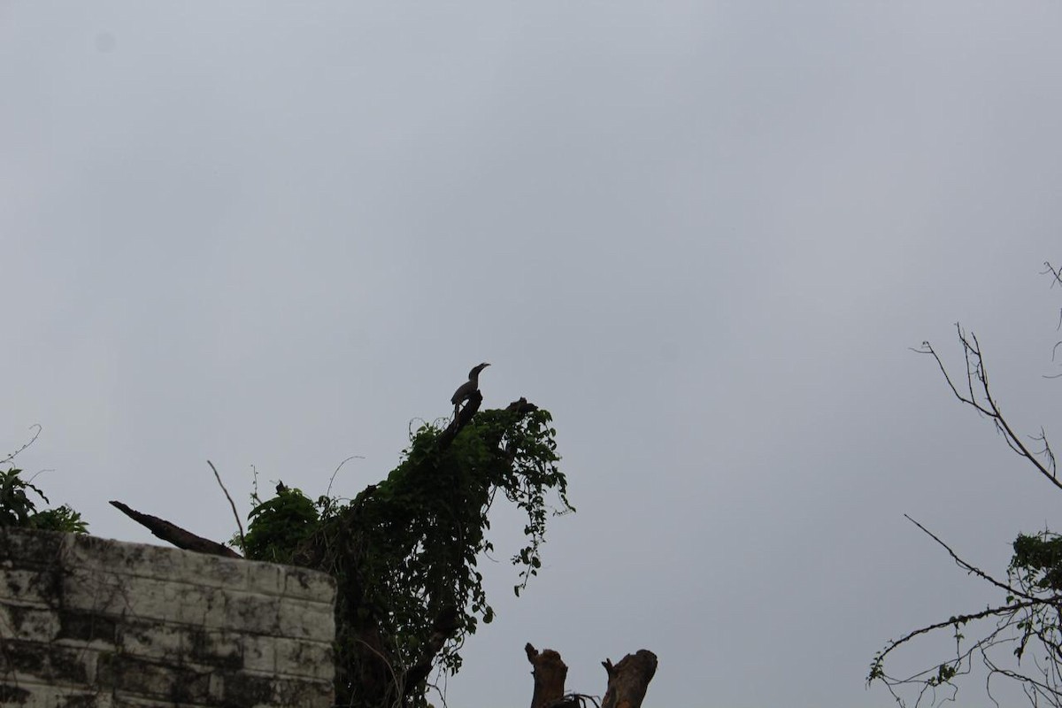 Indian Gray Hornbill - anuj dhull