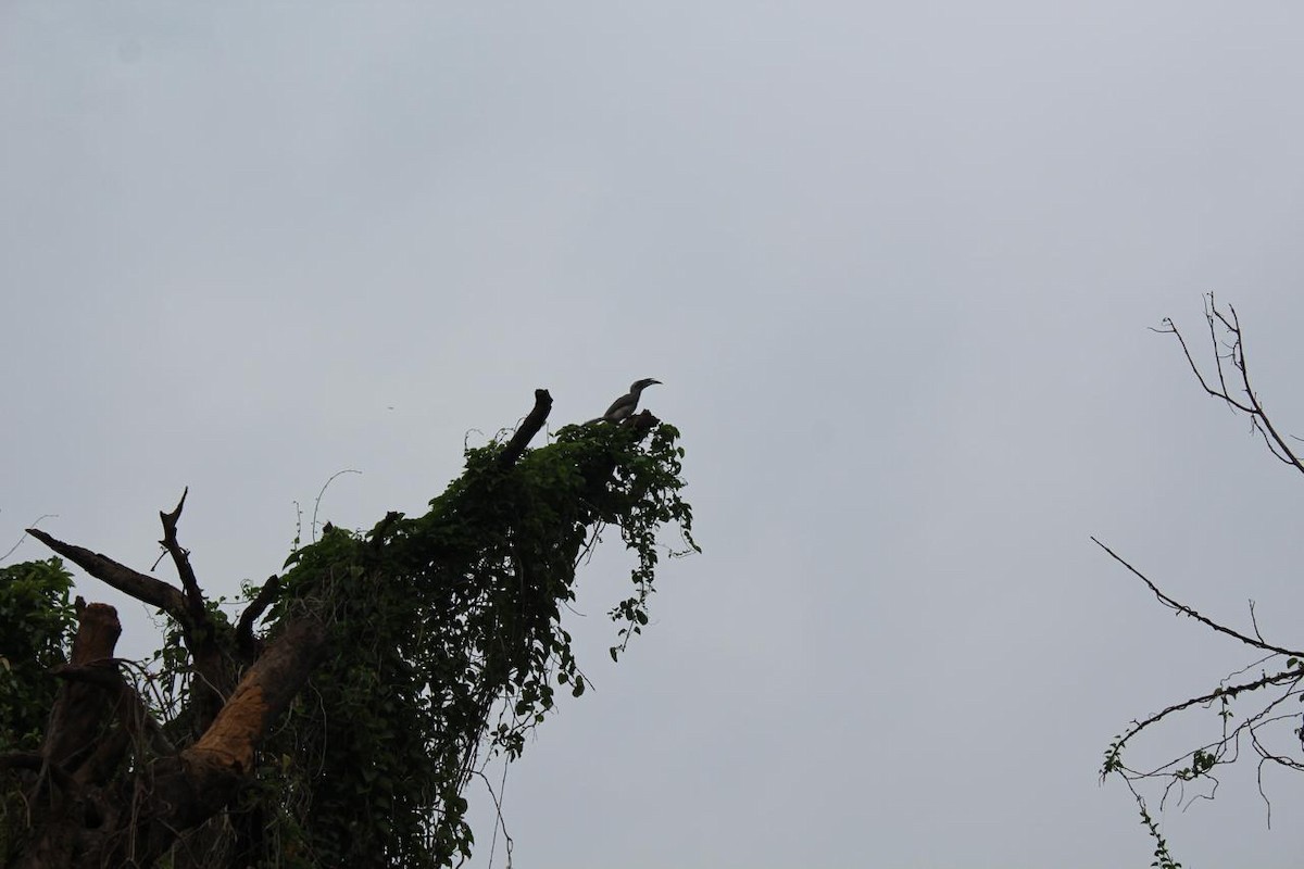 Indian Gray Hornbill - ML621021607
