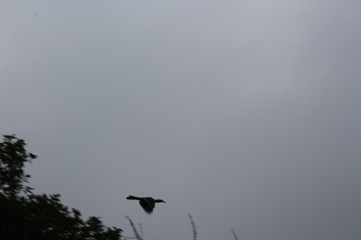 Indian Gray Hornbill - ML621021608