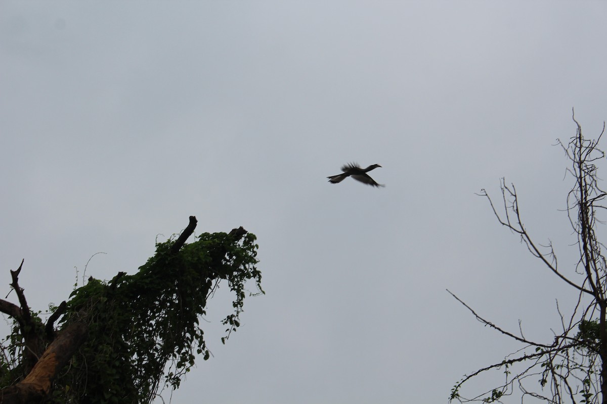 Indian Gray Hornbill - ML621021609
