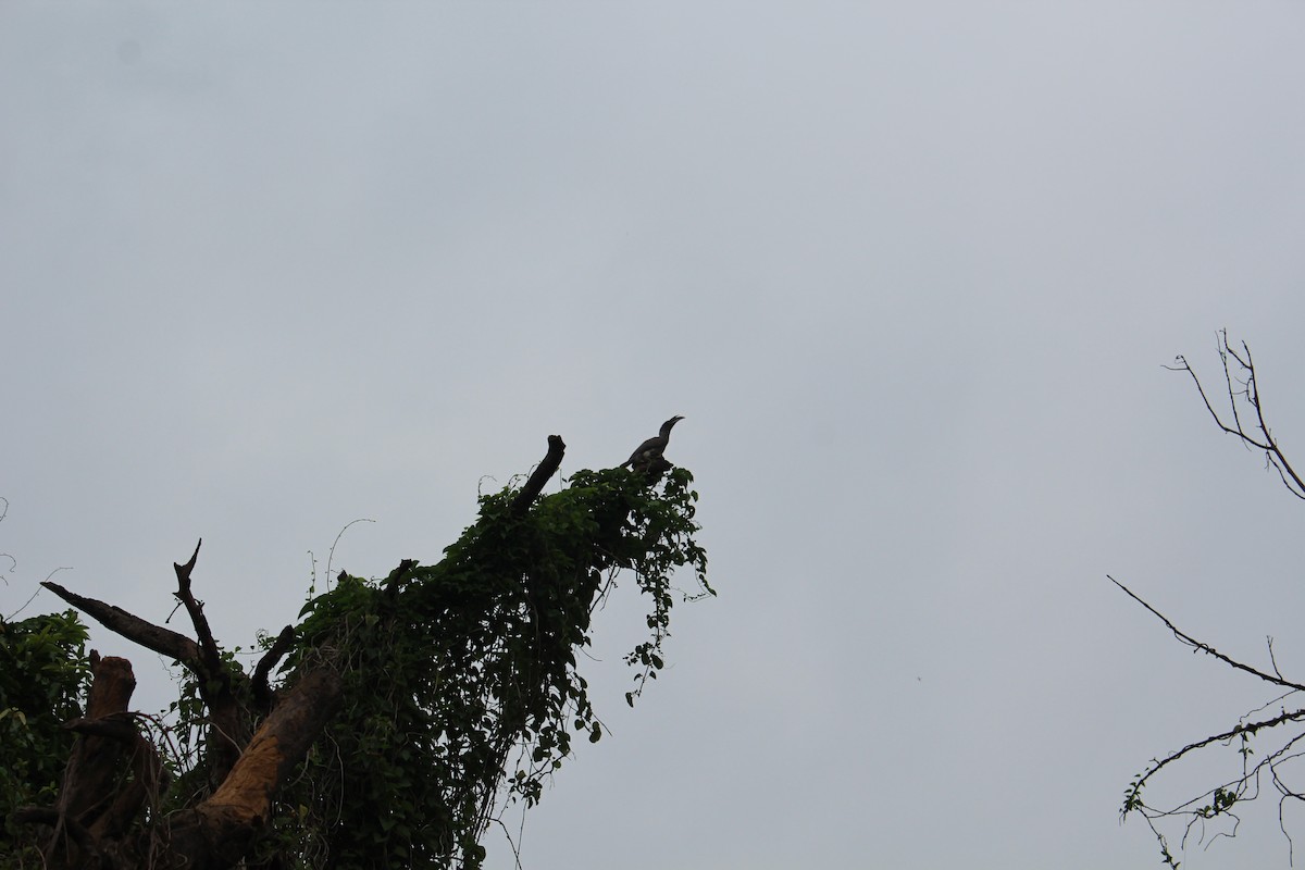 Indian Gray Hornbill - ML621021610