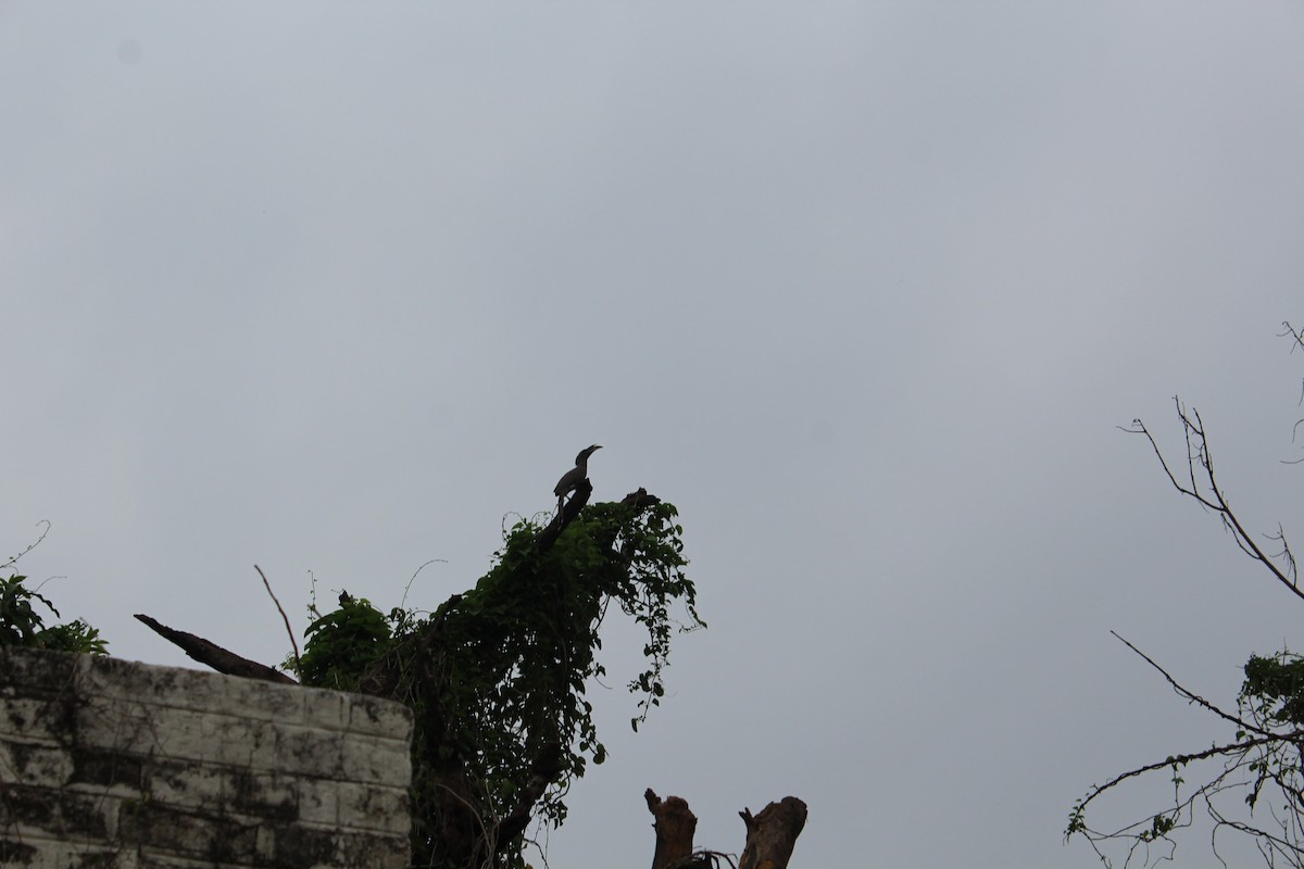 Indian Gray Hornbill - ML621021611