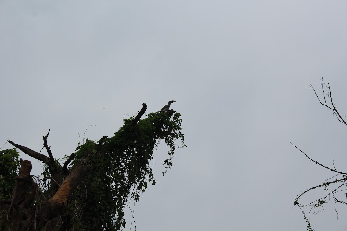Indian Gray Hornbill - ML621021612