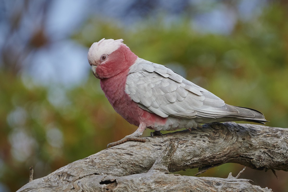 kakadu růžový - ML621021624