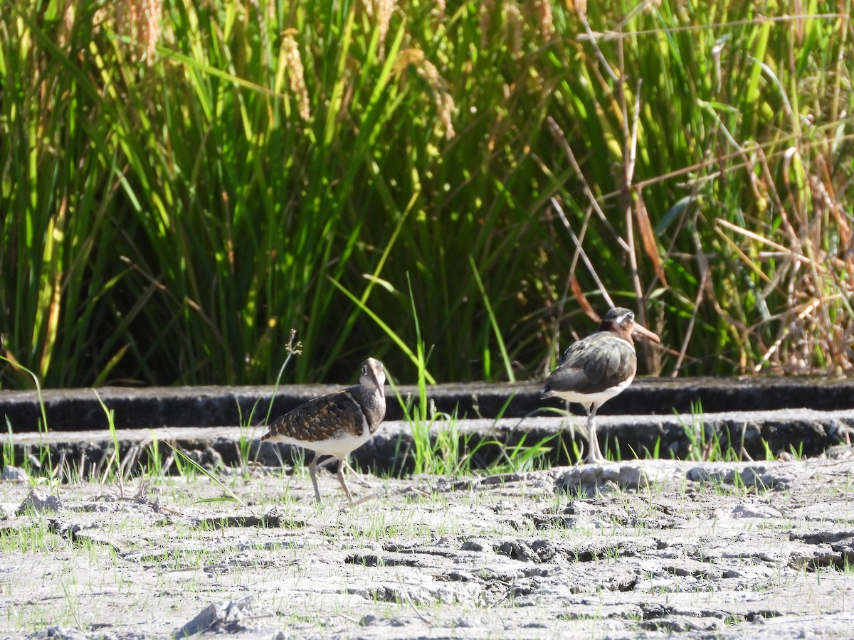 Greater Painted-Snipe - ML621021643