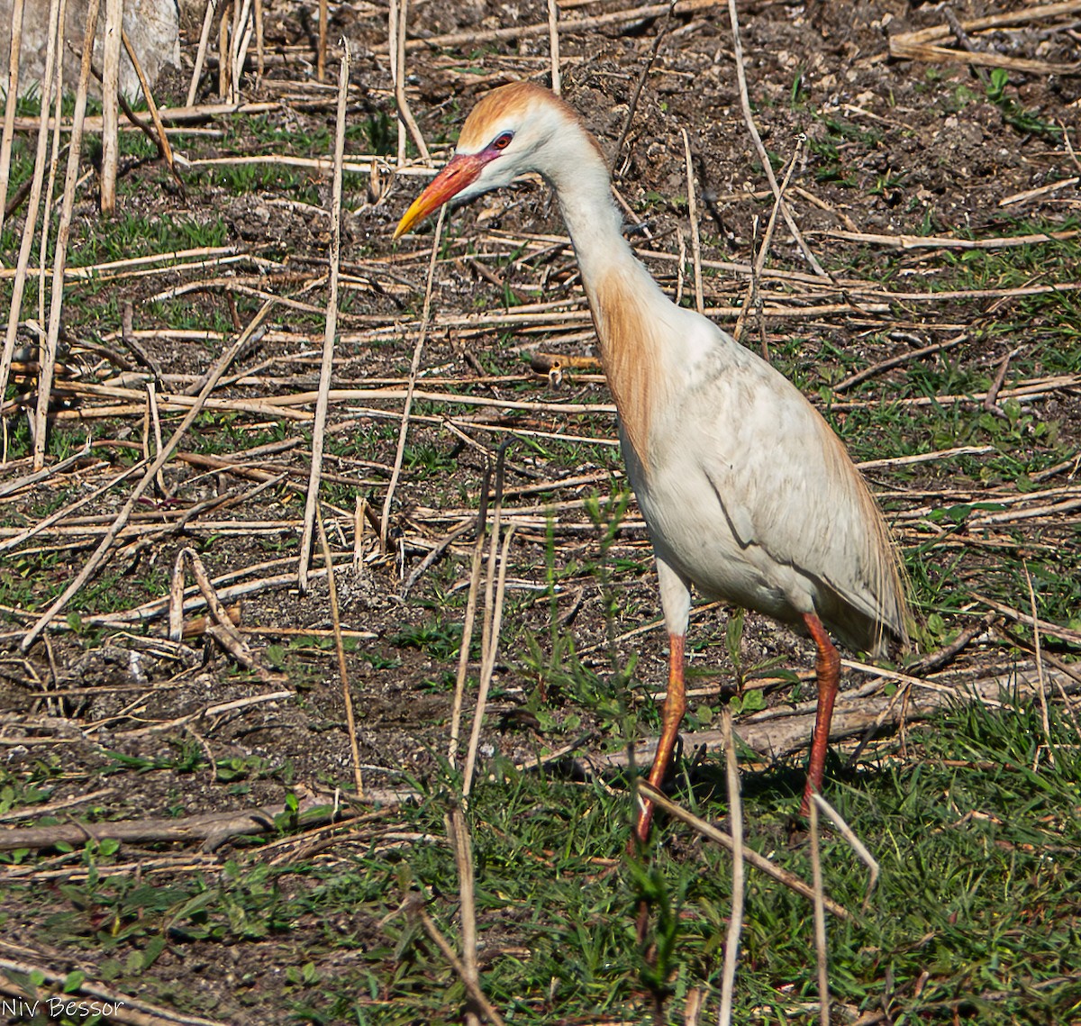 Египетская цапля (ibis) - ML621021644