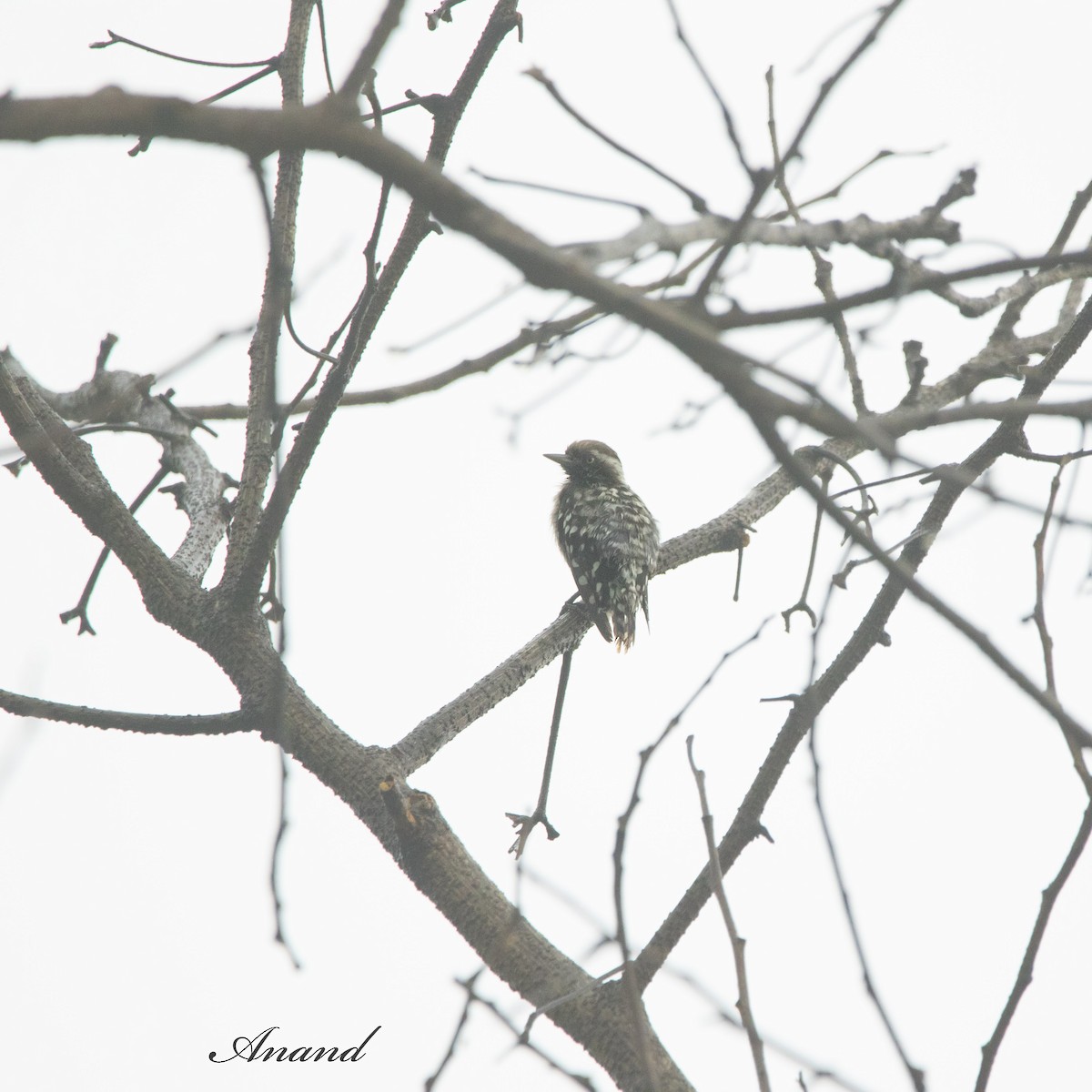 Brown-capped Pygmy Woodpecker - ML621021647
