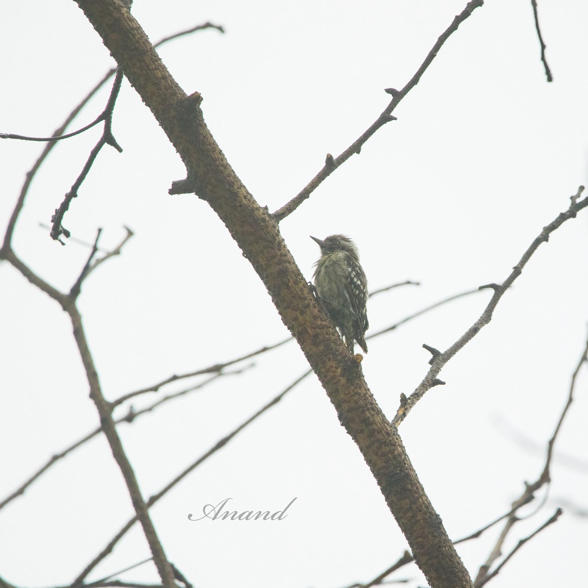 Brown-capped Pygmy Woodpecker - ML621021653