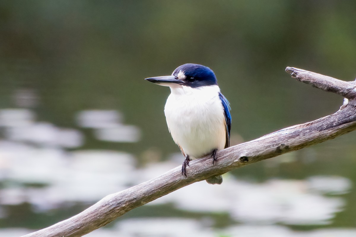 Forest Kingfisher - ML621021664