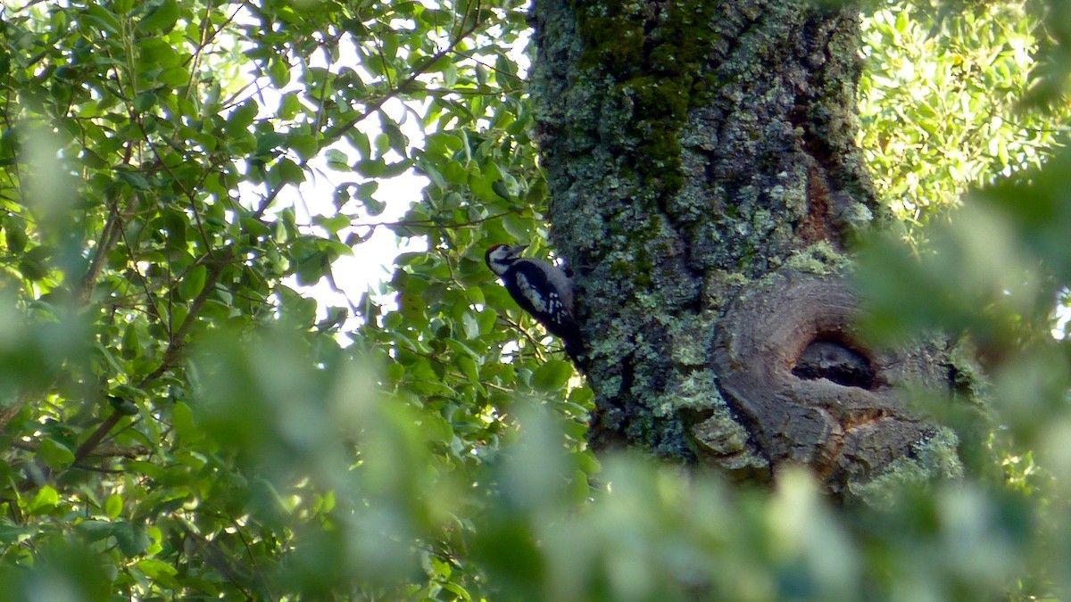 Great Spotted Woodpecker - ML621021679