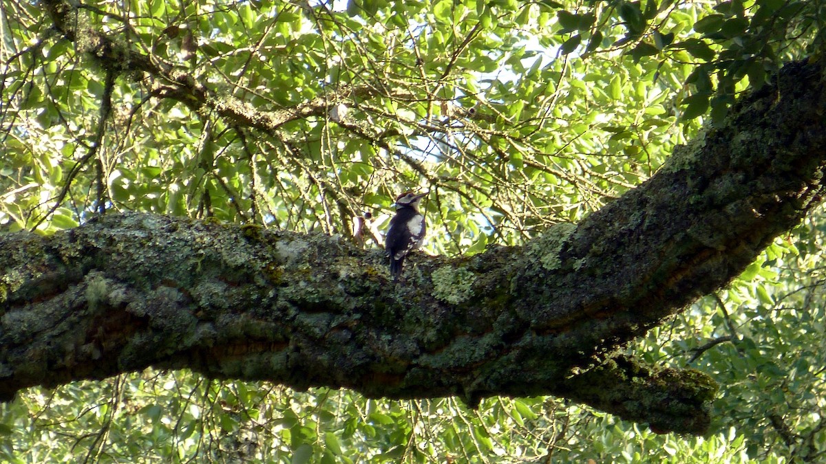 Great Spotted Woodpecker - ML621021680