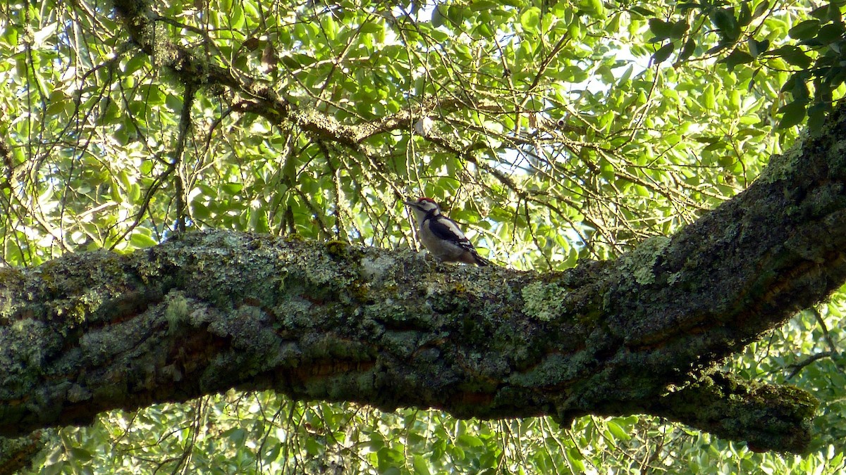 Great Spotted Woodpecker - ML621021681