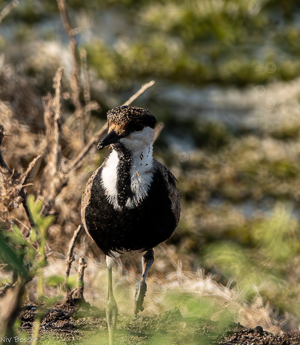 Spur-winged Lapwing - ML621021695