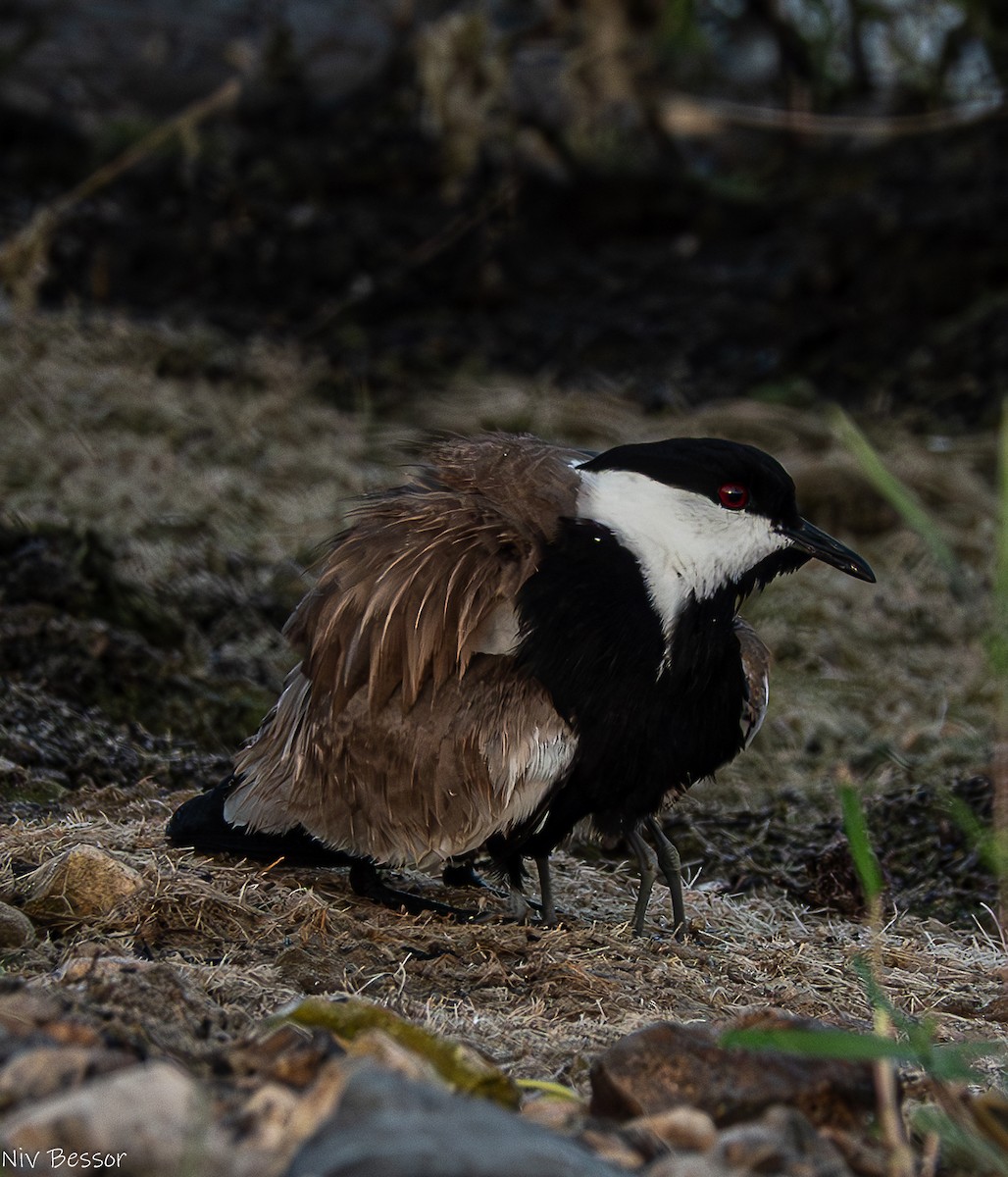 Spur-winged Lapwing - ML621021696
