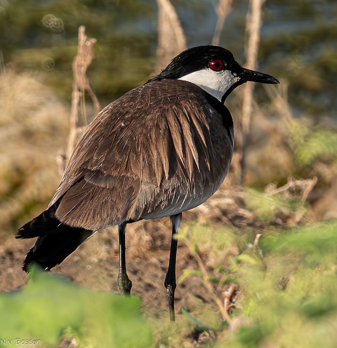 Spur-winged Lapwing - ML621021697