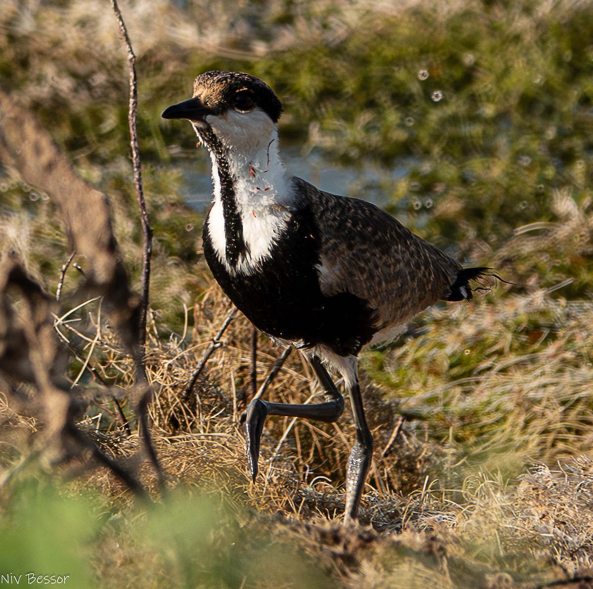 Spur-winged Lapwing - ML621021699
