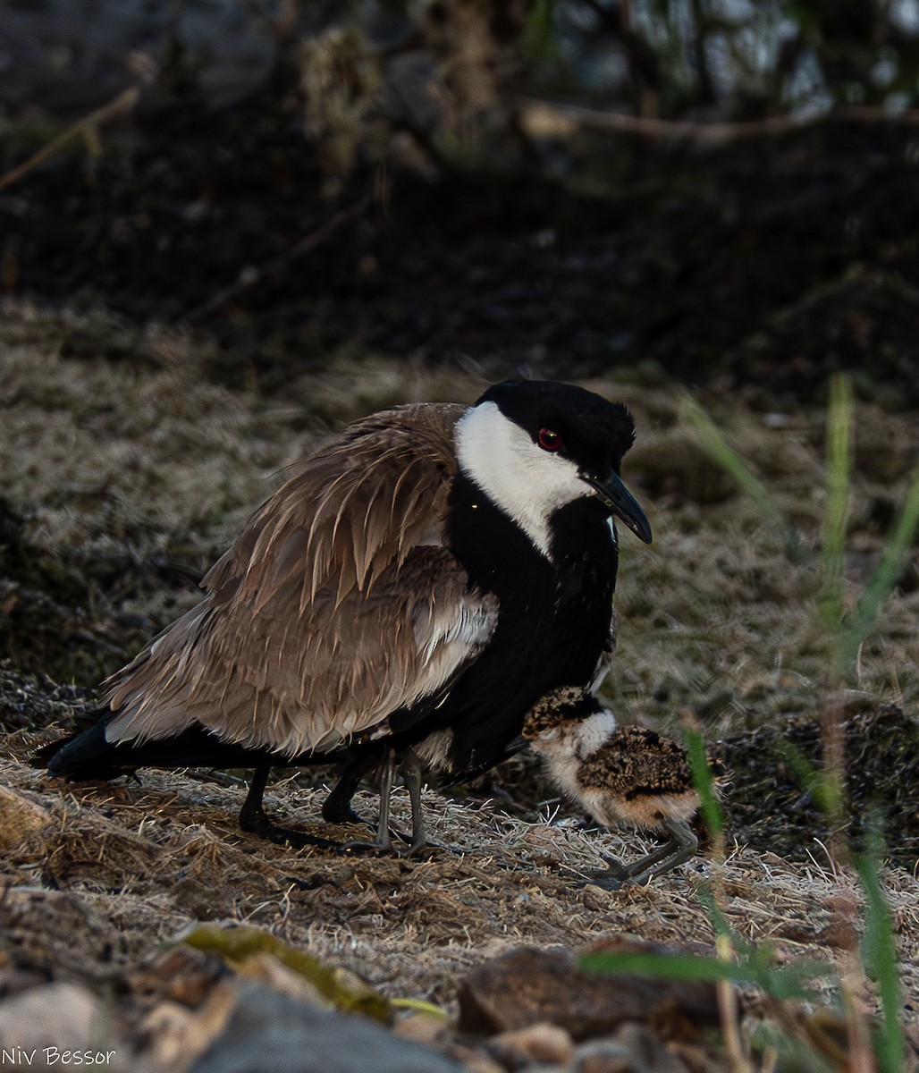 Spur-winged Lapwing - ML621021700