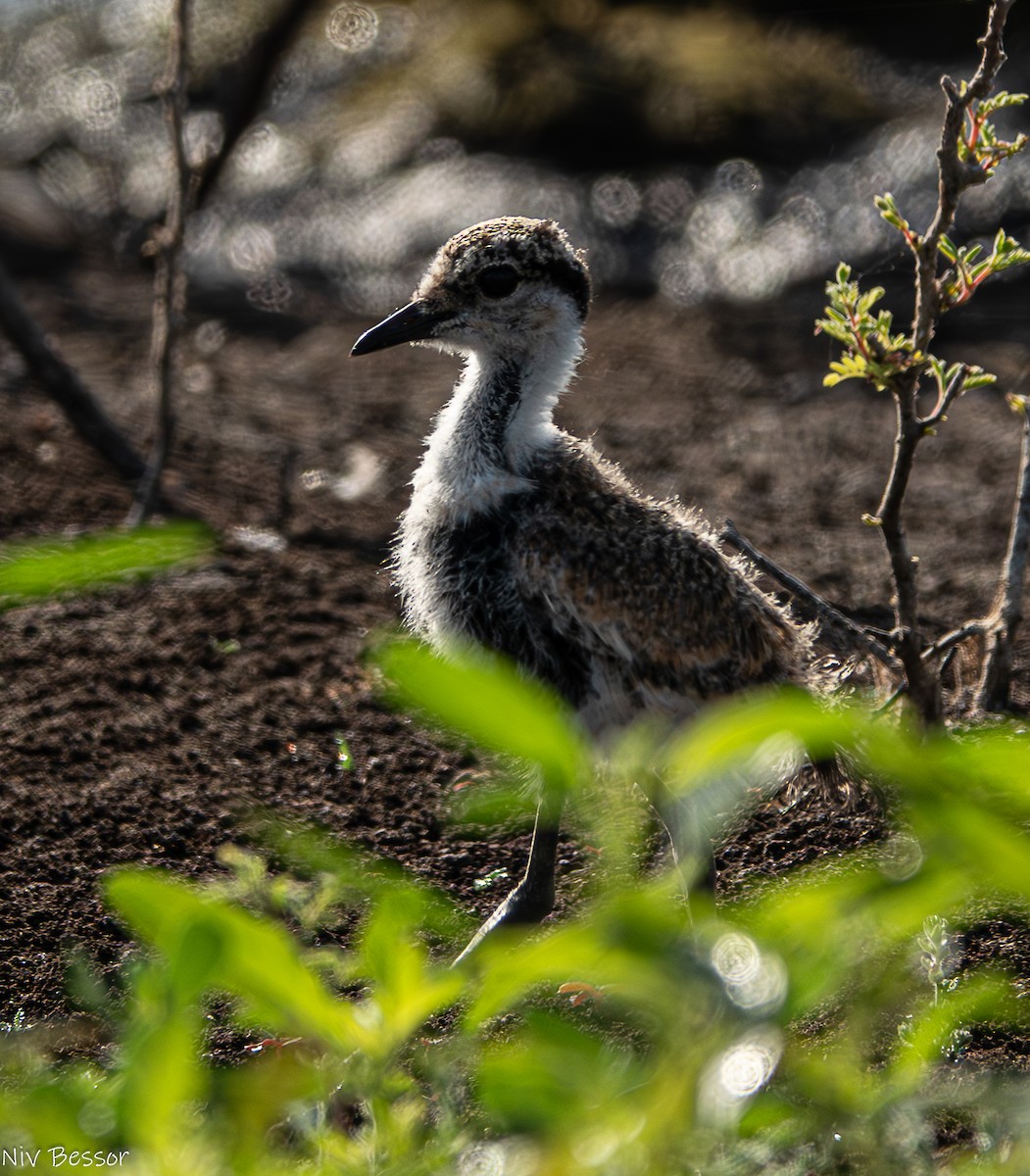 Spur-winged Lapwing - ML621021701