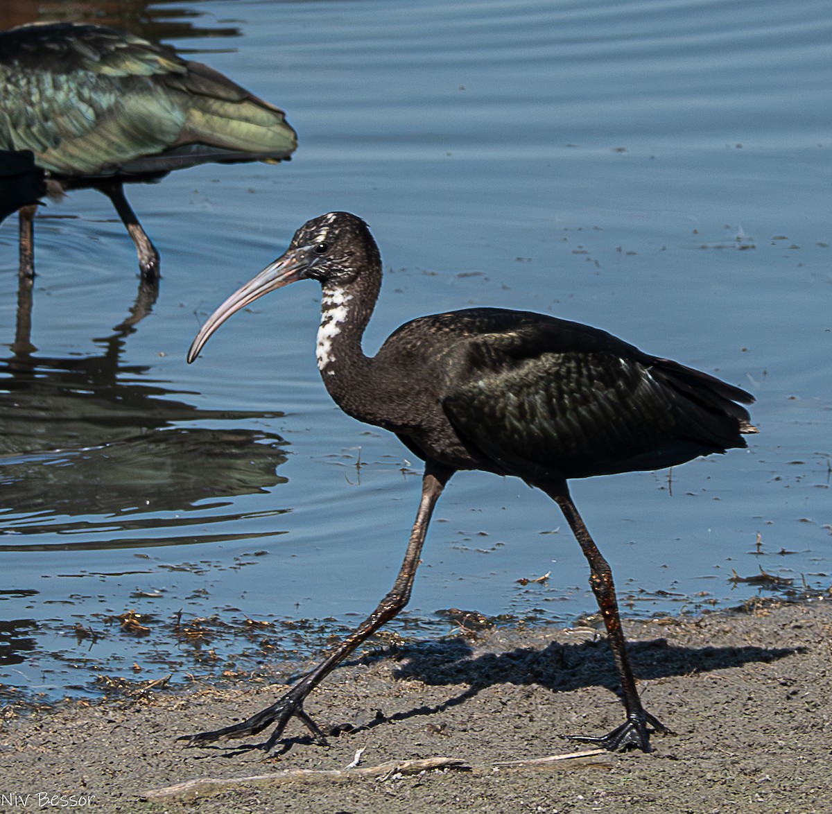 ibis hnědý - ML621021791