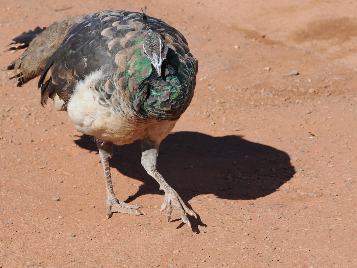 Indian Peafowl (Domestic type) - ML621021813