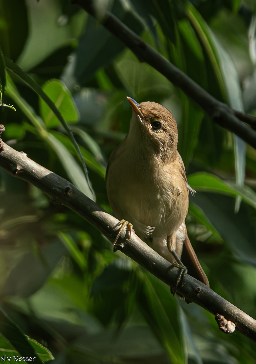 Common Reed Warbler - ML621021828