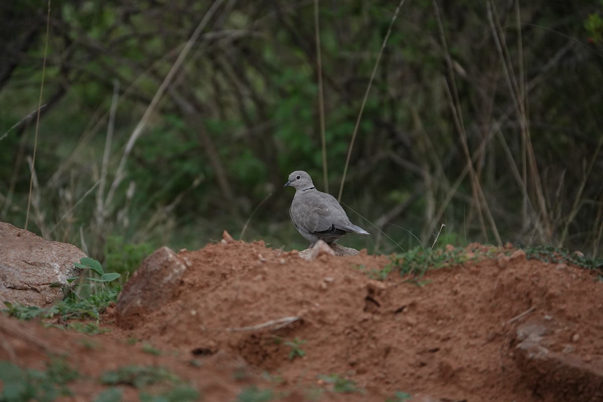 Eurasian Collared-Dove - ML621021848