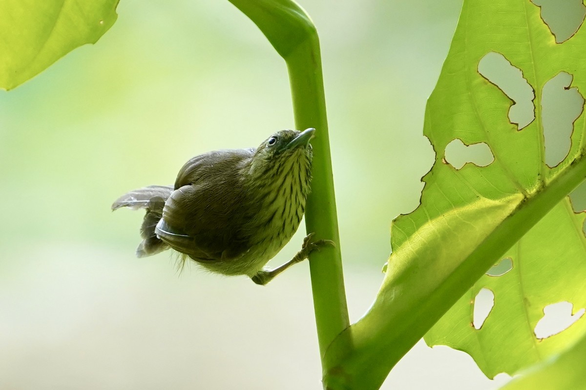 Pin-striped Tit-Babbler - ML621021856