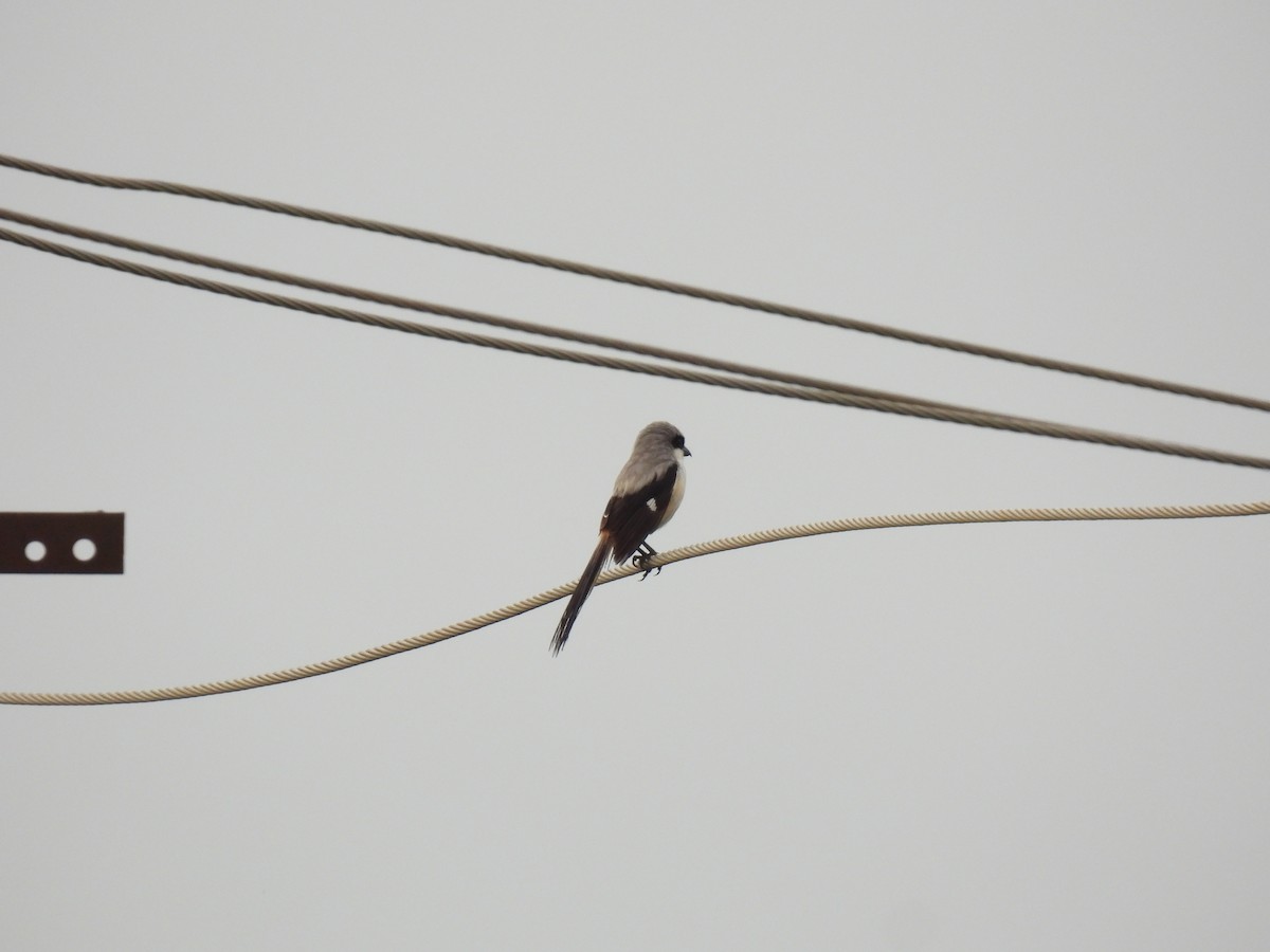 Long-tailed Shrike - ML621021873