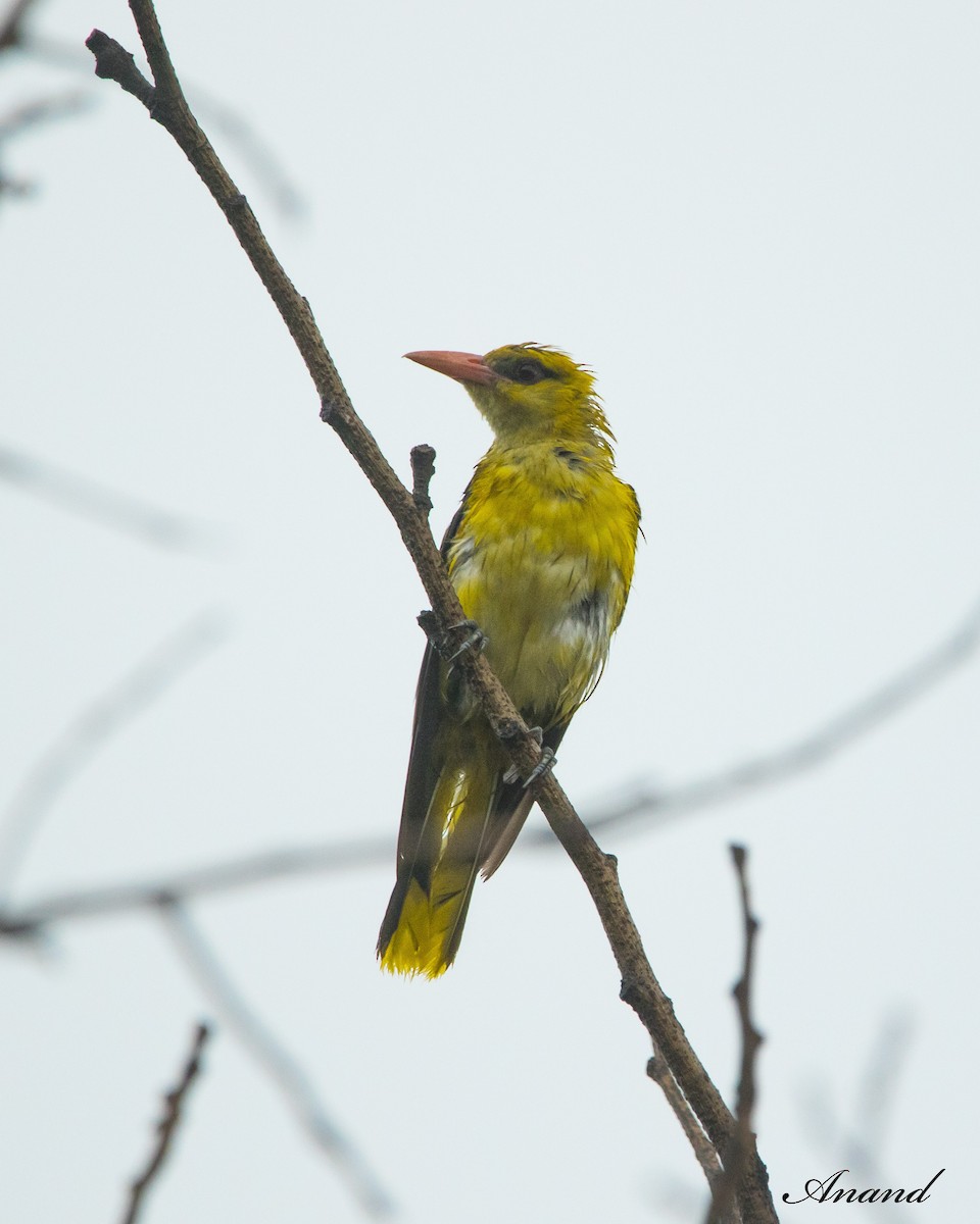 Indian Golden Oriole - ML621021874