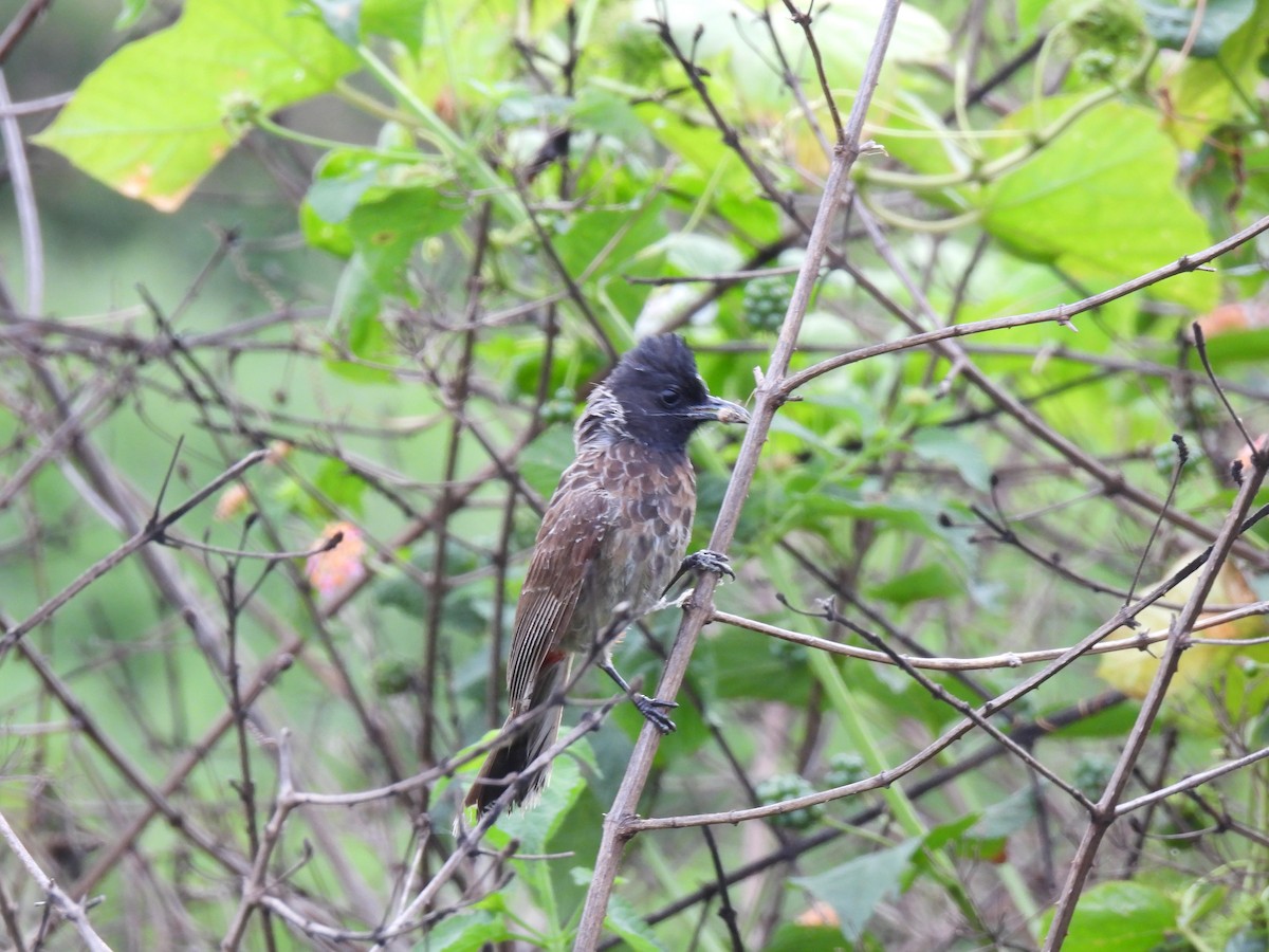 Red-vented Bulbul - ML621021882