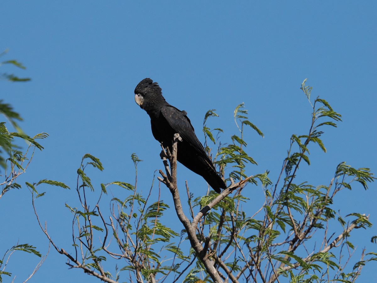 Red-tailed Black-Cockatoo - ML621021885