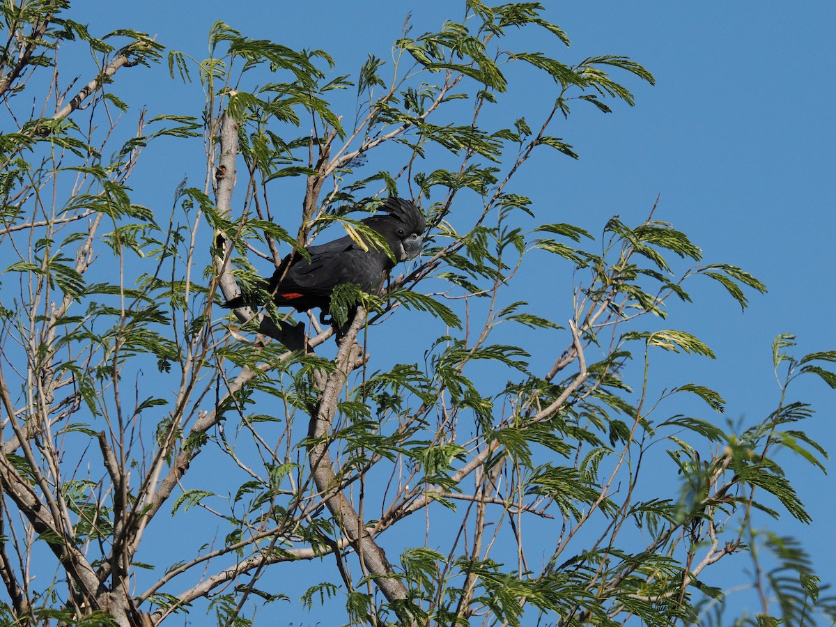 Red-tailed Black-Cockatoo - ML621021886