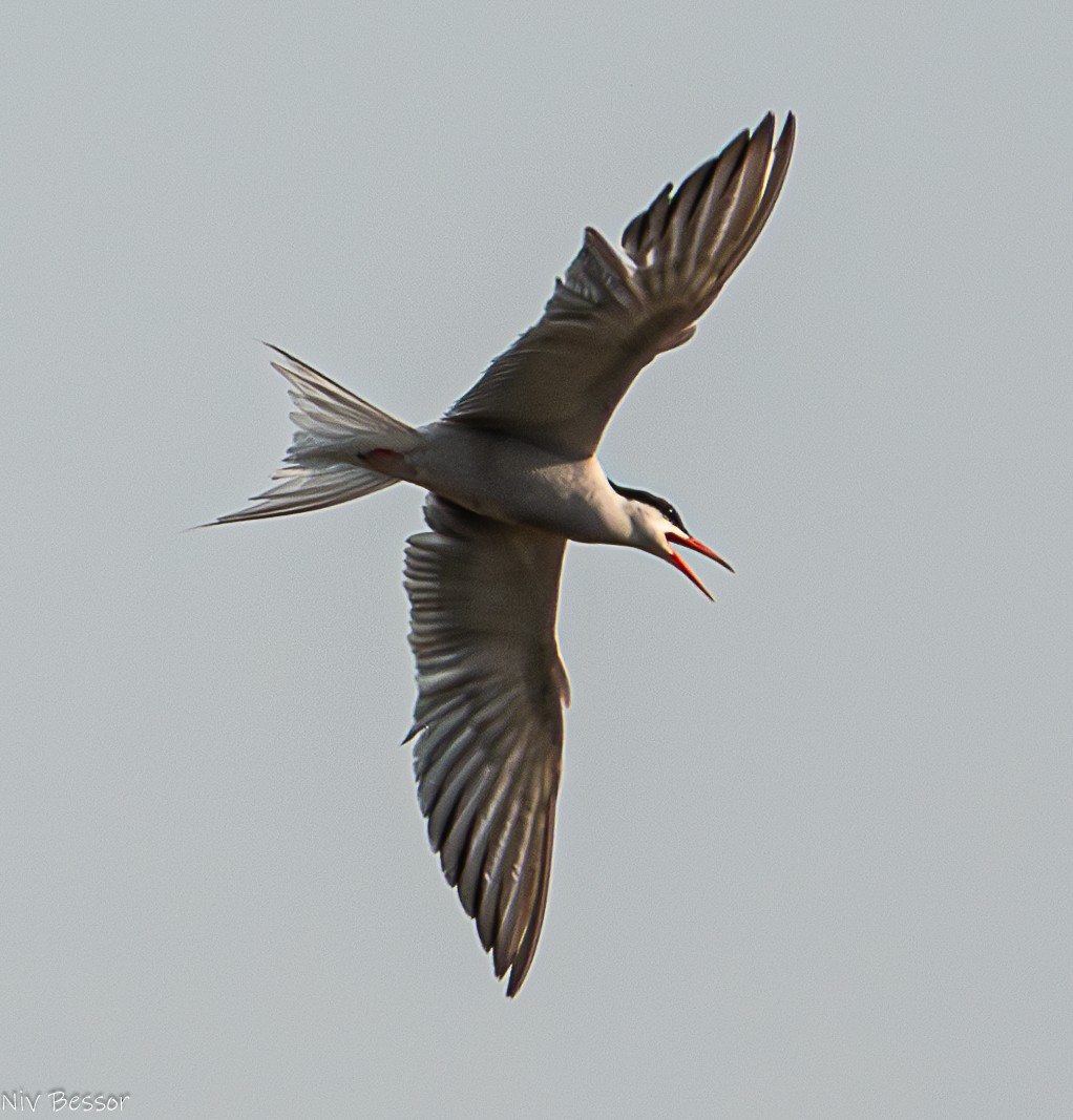 Common Tern - ML621021890