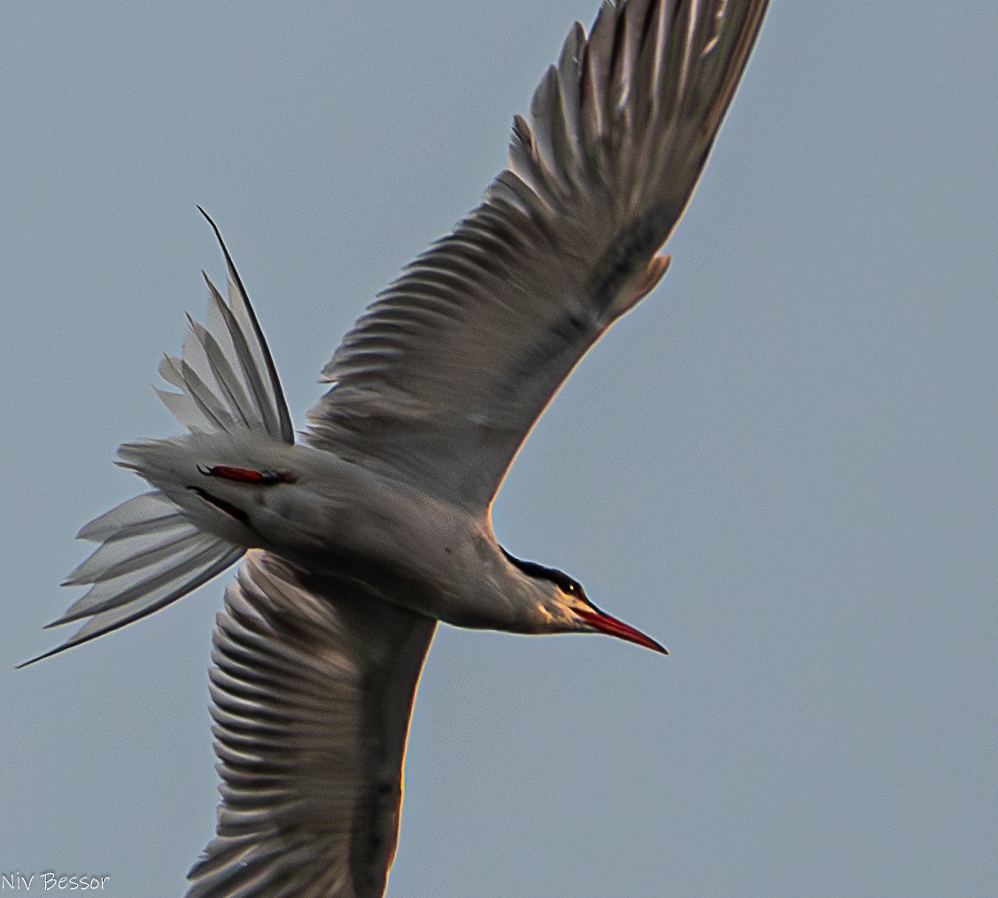 Common Tern - ML621021891