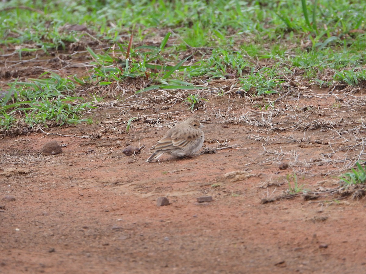 Ashy-crowned Sparrow-Lark - ML621021895